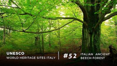 UNESCO: the Italian ancient beech forest